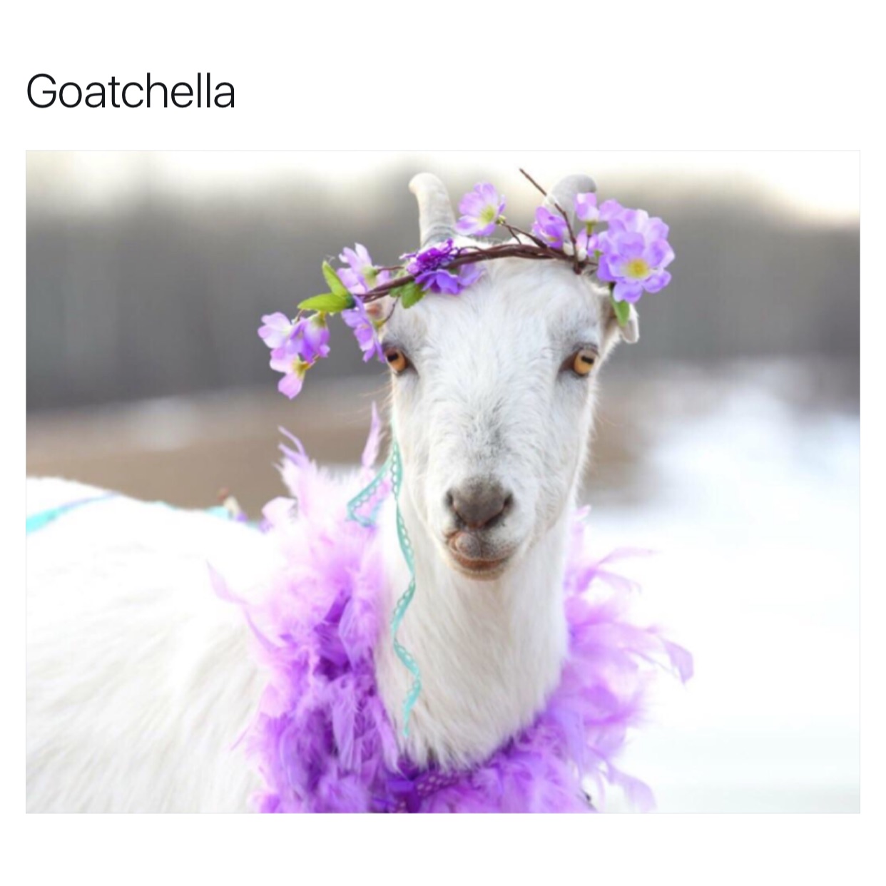goat maternity - Goatchella