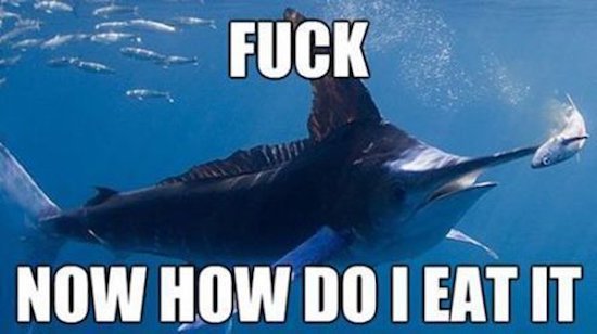 sailfish meme - Fuck Now How Do I Eat It