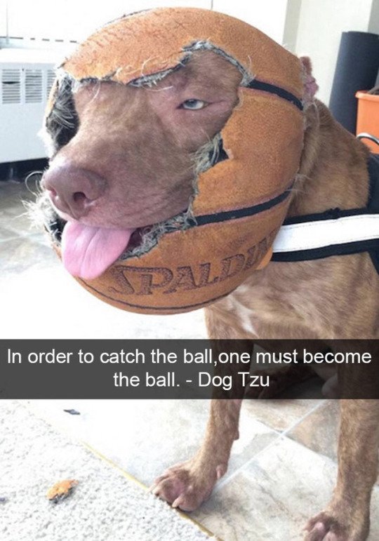 order to catch the ball one must become the ball - In order to catch the ball,one must become the ball. Dog Tzu