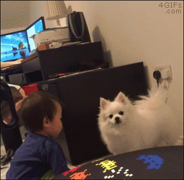 rejected by dog gif - 4 Gifs .com
