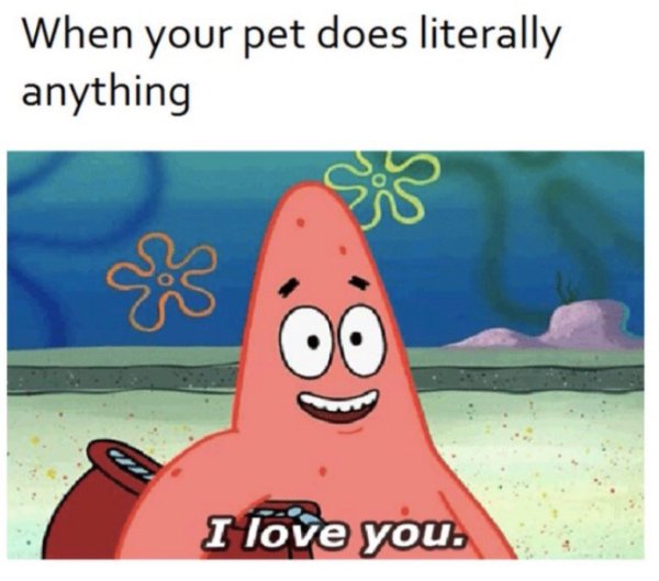 30 Wholesome Memes will lift your spirits