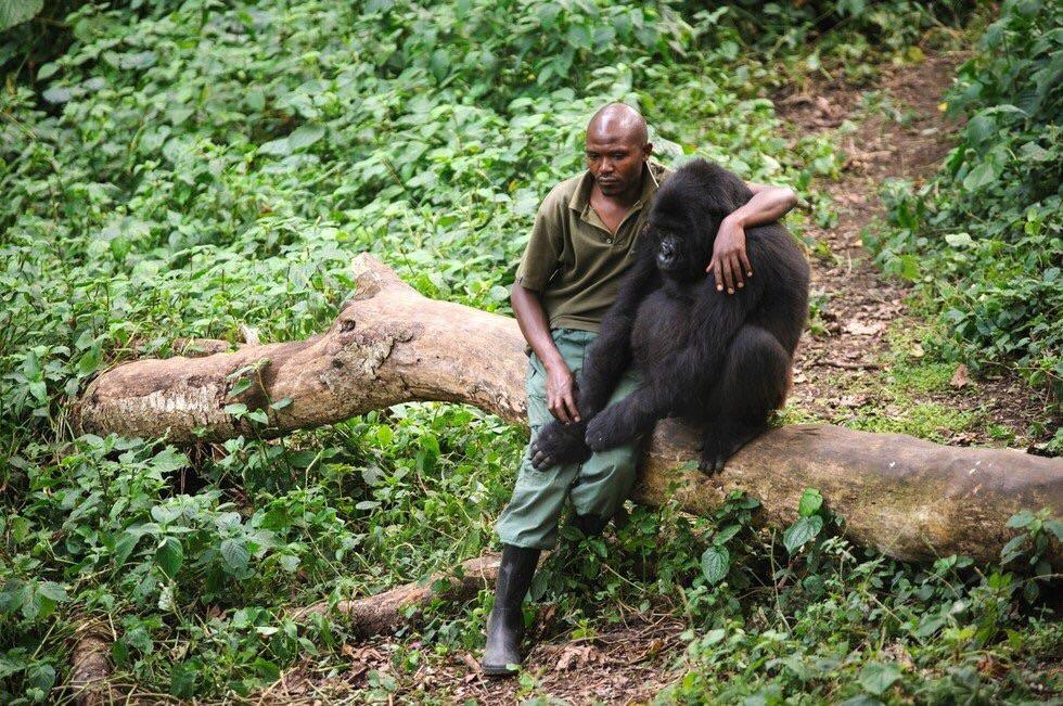 Man comforts gorilla after its mother was killed by poachers
