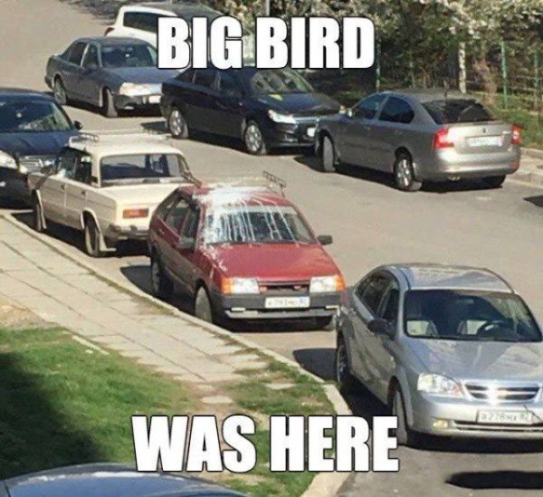 Humour - Big Bird Was Here