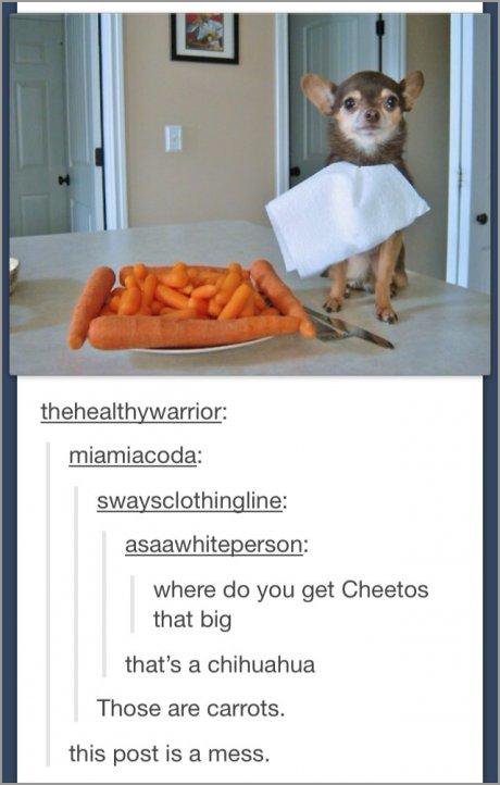 tumblr - post is a train wreck - thehealthywarrior miamiacoda swaysclothingline asaawhiteperson where do you get Cheetos that big that's a chihuahua Those are carrots. this post is a mess.