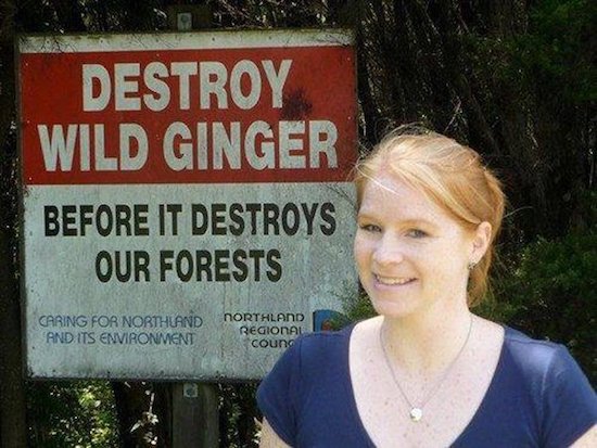 funny ginger - Destroy Wild Ginger Before It Destroys Our Forests Caring For Northland Northland Regional And Its Environment Coung