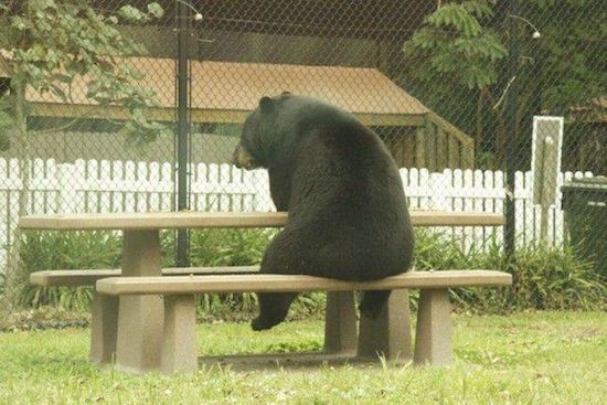 bear sitting at picnic table