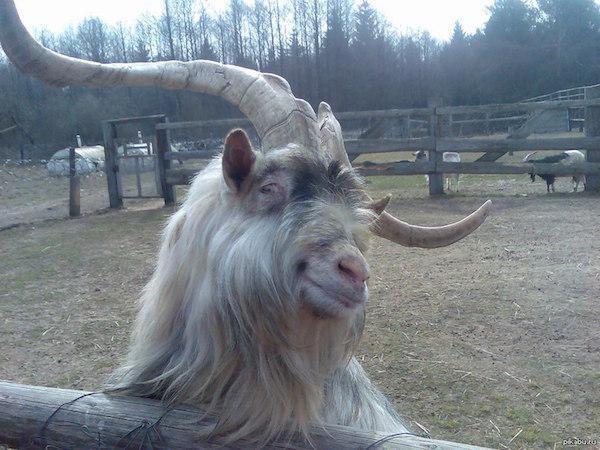 ridiculously photogenic goat