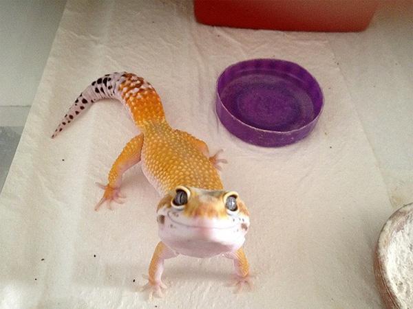 photogenic gecko