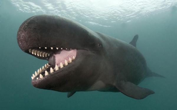 false killer whale