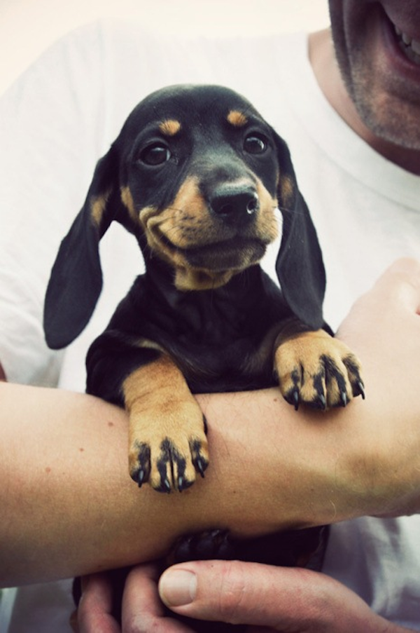 cute dachshund