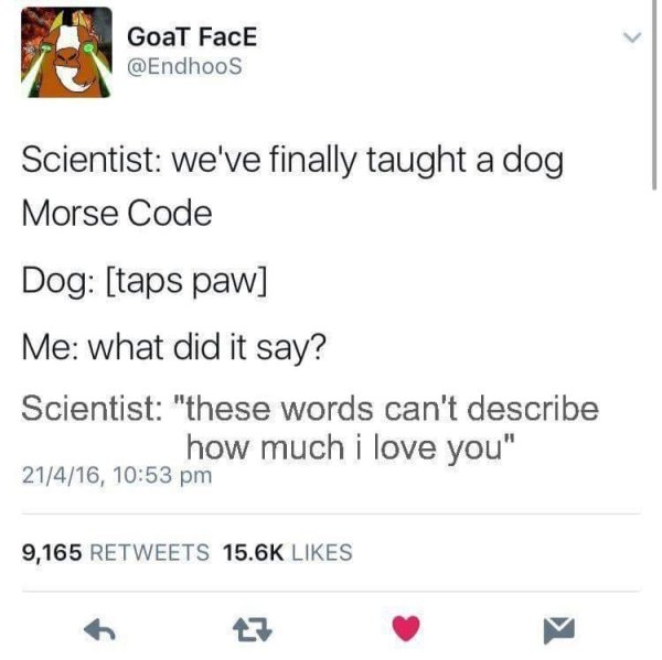 wholesome meme of love you coding - Goat FacE Scientist we've finally taught a dog Morse Code Dog taps paw Me what did it say? Scientist "these words can't describe how much i love you" 21416, 9,165