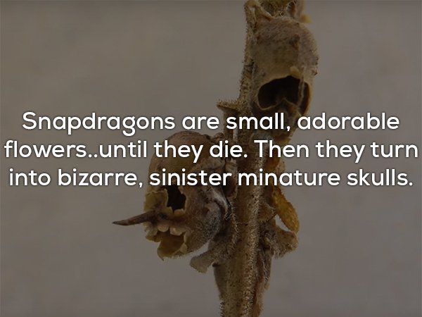 18 Creepy Facts That Will Chill You To The Bone