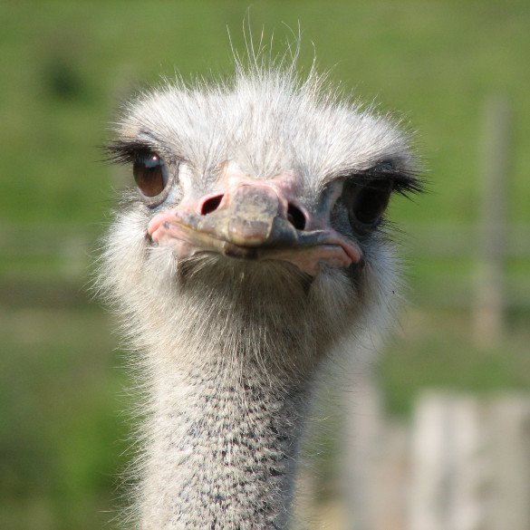 Ostriches hide by shoving their heads in the sand.
The only thing that ostriches do when they feel threatened is flop on the ground and play dead.