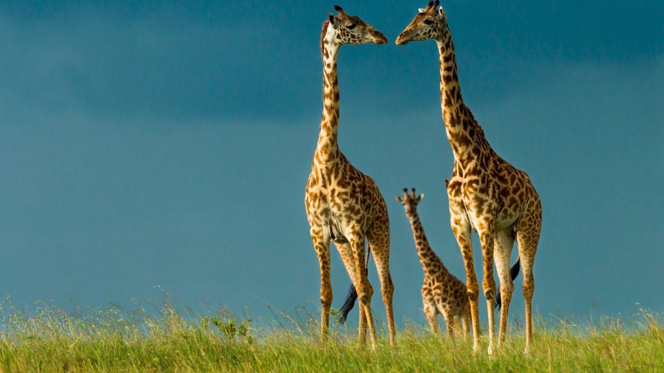 Giraffes sleep for only 30 minutes a day.
Their sleeping patterns are actually pretty normal. Researchers closely monitored a herd of five adults and three young giraffes for 152 days. They counted all of their naps and deep sleeps, which totaled about 4.6 hours a day. They liked to sleep overnight and then have a nap in the afternoon. Weird, right?