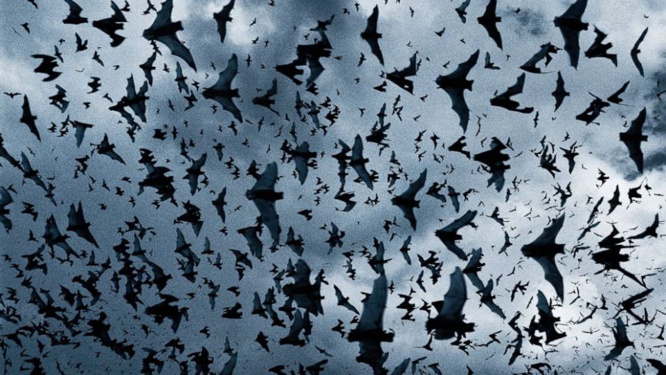 Bats are blind.
No, this is wrong. Bats can see. A lot of them use echolocation to navigate, but all of them still have their vision.