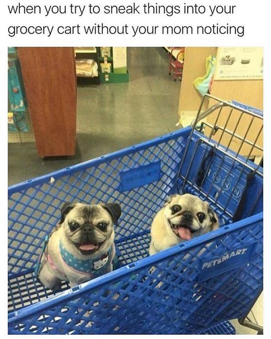 fail shopping funny - when you try to sneak things into your grocery cart without your mom noticing Ville Petsmart