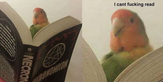 fail silly birb - I cant fucking read