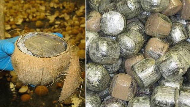 At least these coconuts were real -- but it didn't stop officers from busting smugglers who hid 1,000 lbs of pot inside of them.