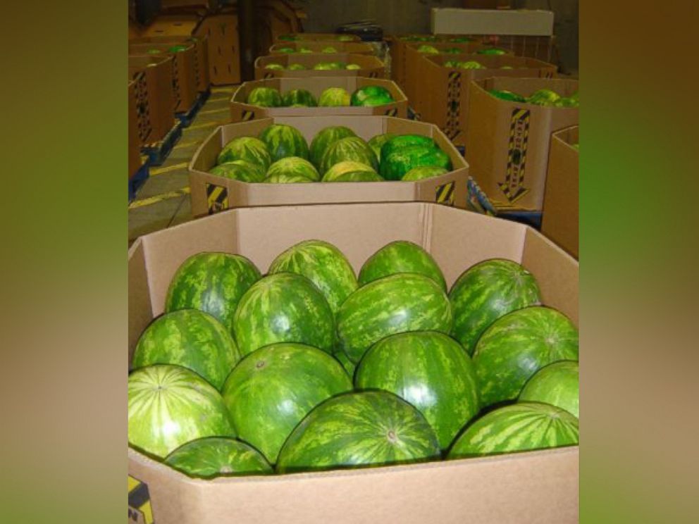 After a drug dog alert, officers found 1,455 pounds of marijuana worth $728,000 hidden inside these watermelons.