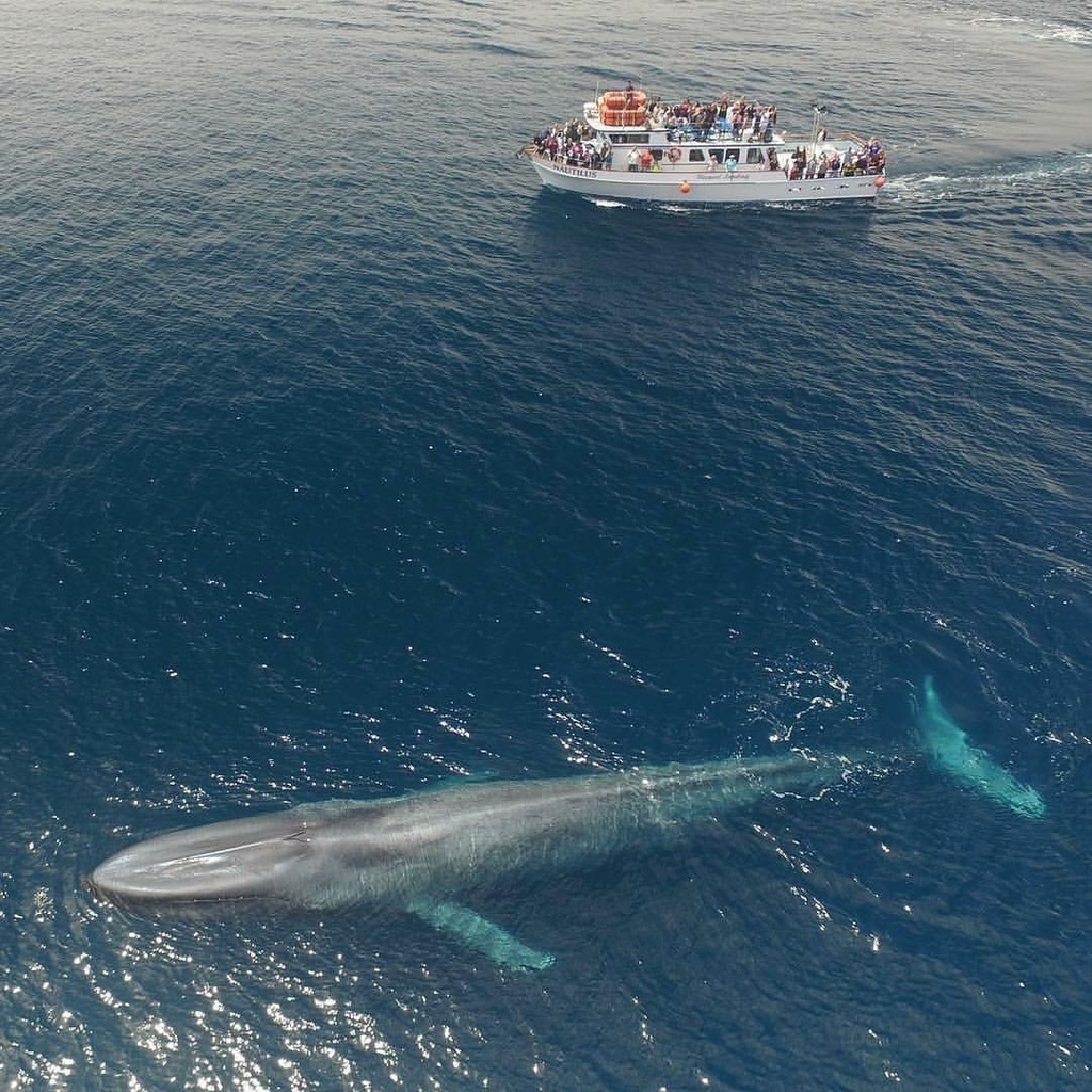 Blue Whale, 75 ft boat for scale