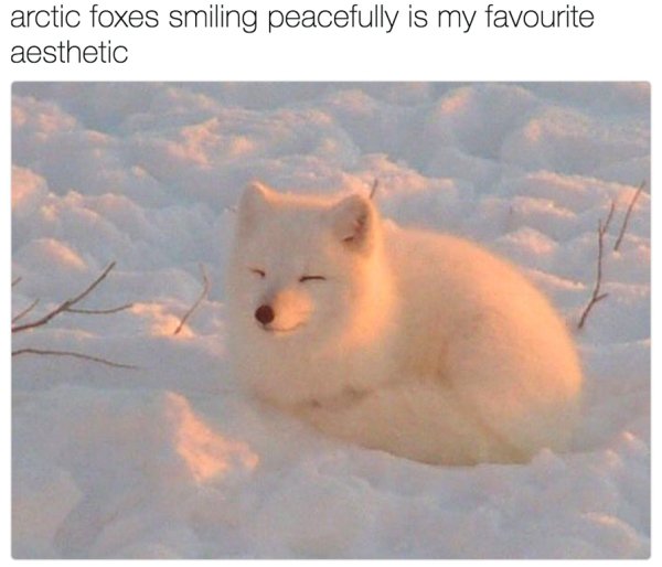 34 Wholesome Memes are pure, unadulterated happiness