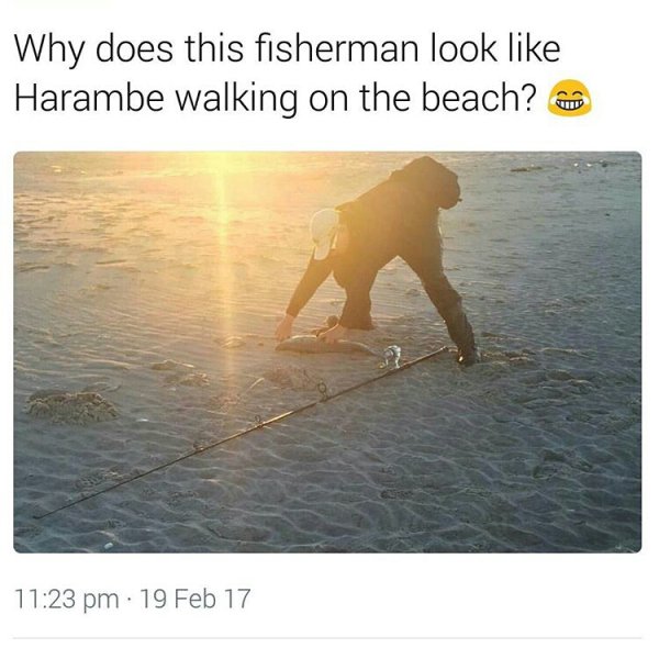 your dead inside but you go - Why does this fisherman look Harambe walking on the beach? 19 Feb 17