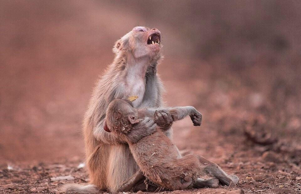 Heartbroken monkey clutches her child after it collapsed… and it regains consciousness two minutes later.