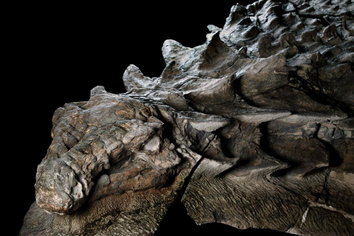 110 million year old dinosaur fossil discovery. Head and tile like scales preserved in amazing detail