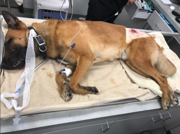 K9 officer Kasper is in stable condition after he took a bullet for his partner