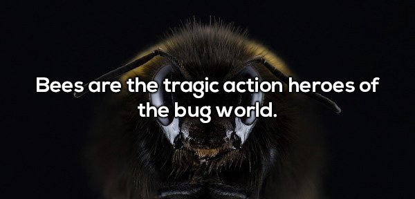 honey bee - Bees are the tragic action heroes of the bug world.