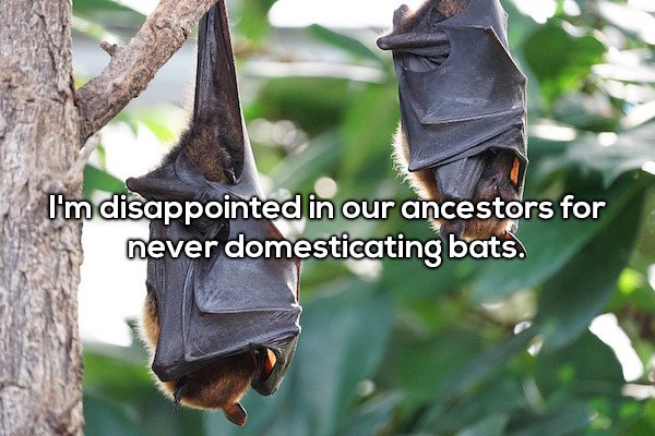I'm disappointed in our ancestors for never domesticating bats.