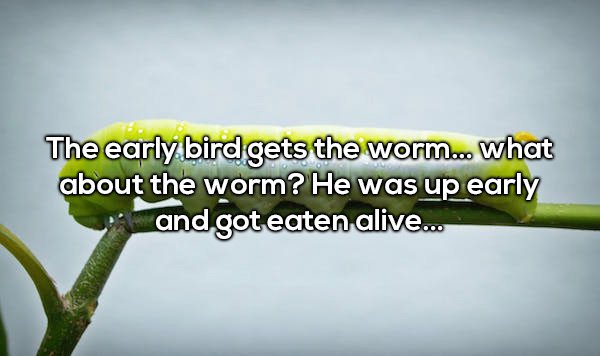 deep shower thoughts funny - The early bird gets the worm..what about the worm? He was up early and got eaten alive...