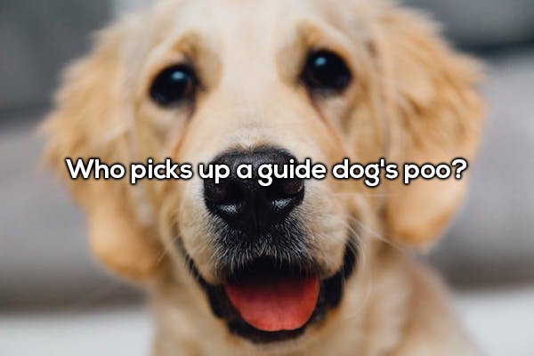 dog images free - Who picks up a guide dog's poo?