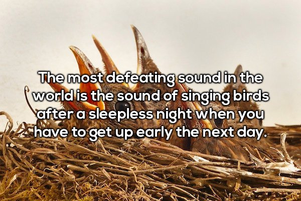 The most defeating sound in the world is the sound of singing birds after a sleepless night when you have to get up early the next day.