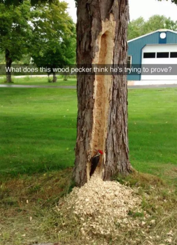 wtf funny - What does this wood pecker think he's trying to prove?