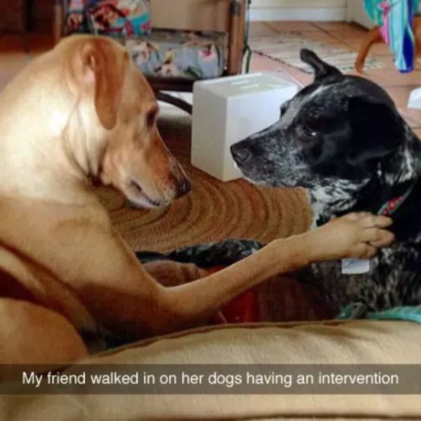 dragging your ass - My friend walked in on her dogs having an intervention