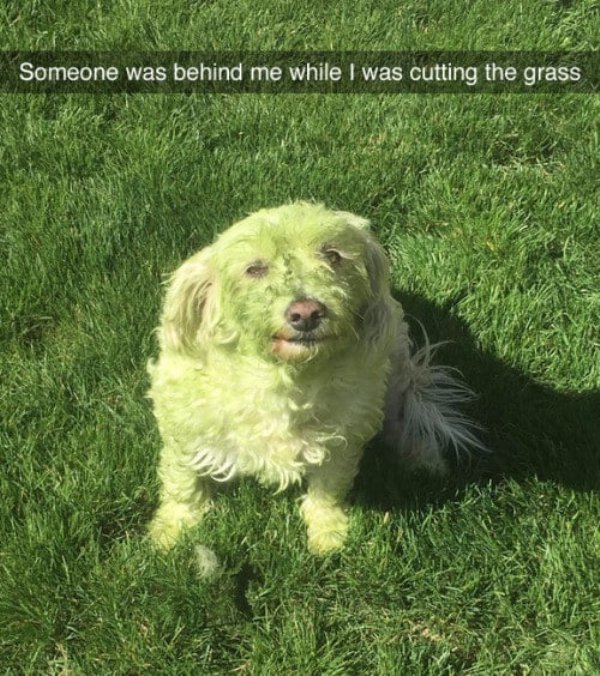 dog covered in grass - Someone was behind me while I was cutting the grass