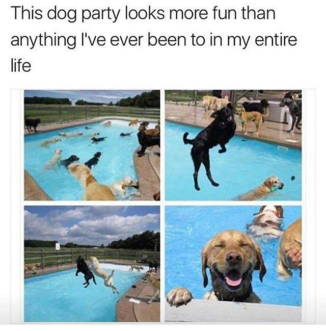 Awesome meme of what looks like the most fun dog party evern