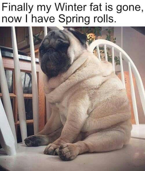 winter fat spring rolls meme - Finally my Winter fat is gone, now I have Spring rolls.