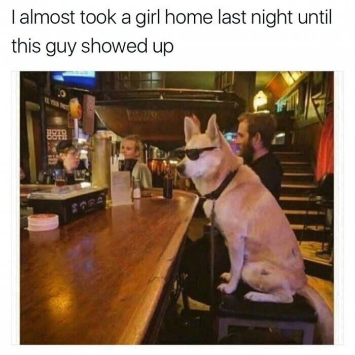 dog at a bar meme - I almost took a girl home last night until this guy showed up