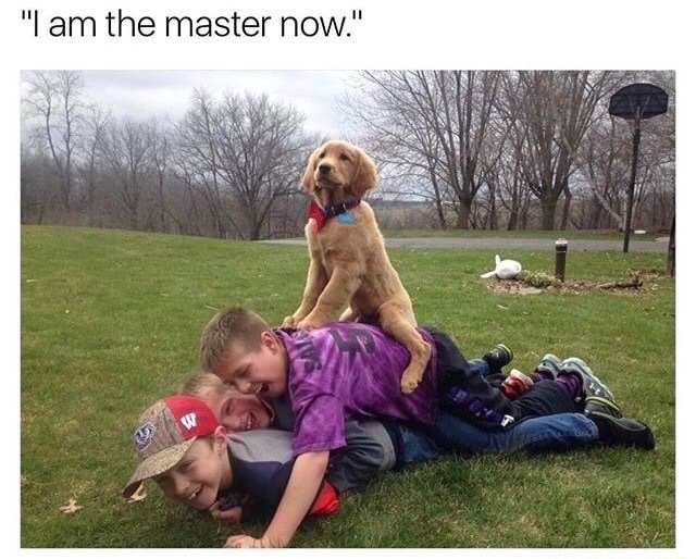 Meme - "I am the master now."