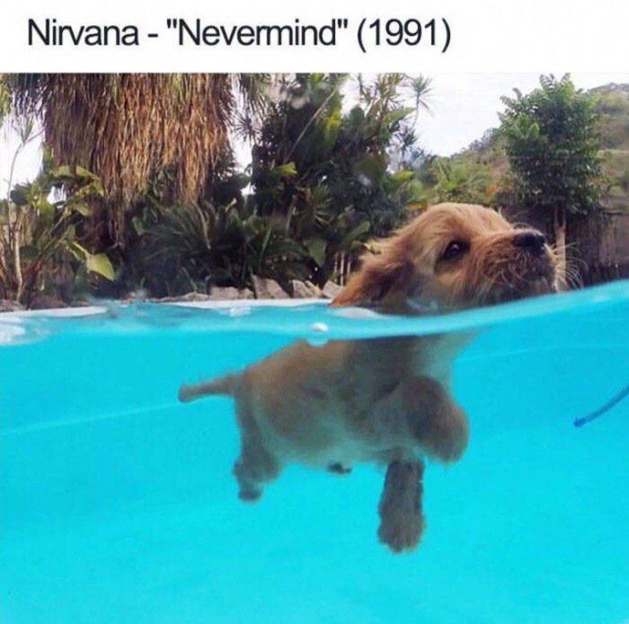 dog in water - Nirvana "Nevermind" 1991