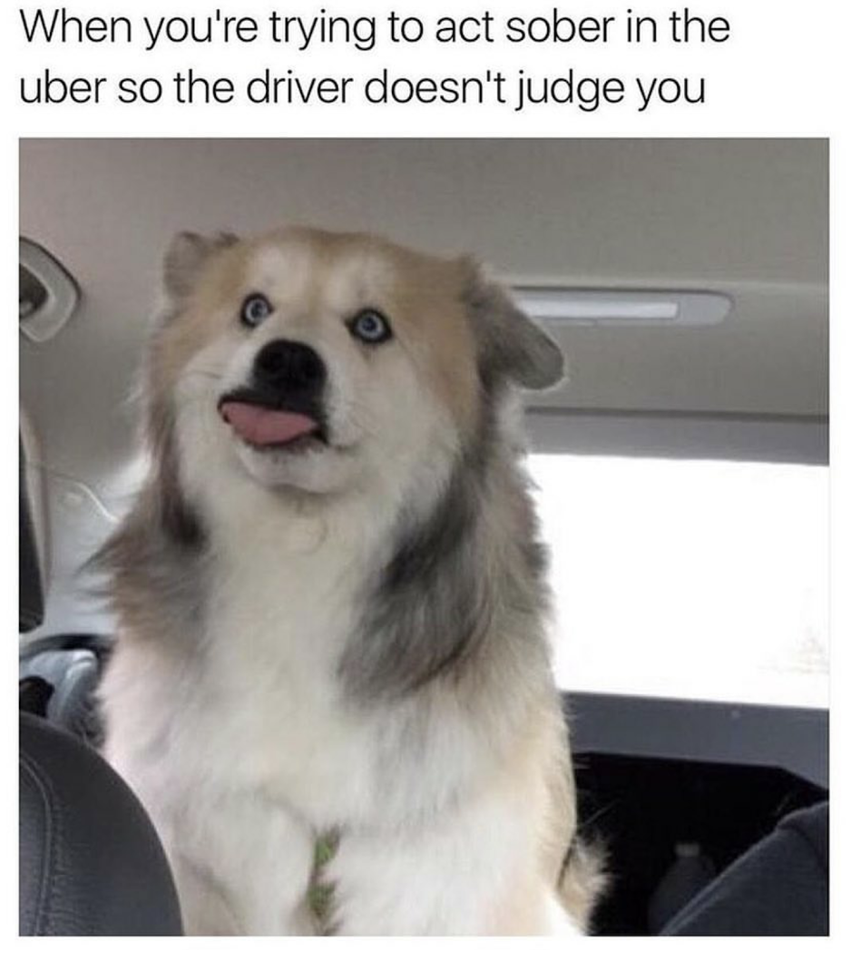 animal memes - When you're trying to act sober in the uber so the driver doesn't judge you
