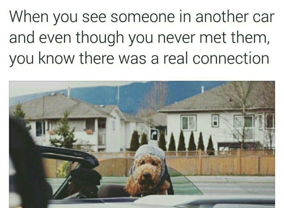 pet - When you see someone in another car and even though you never met them, you know there was a real connection