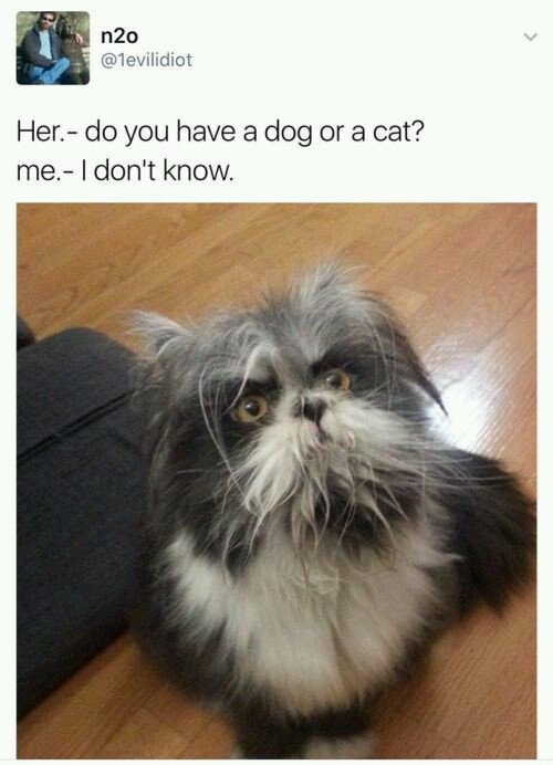 do you have a cat or dog - n20 Her. do you have a dog or a cat? me. I don't know.