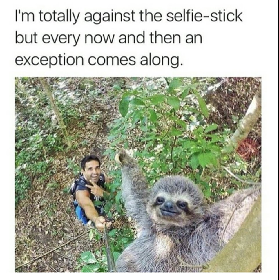 sloth selfie meme - I'm totally against the selfiestick but every now and then an exception comes along.