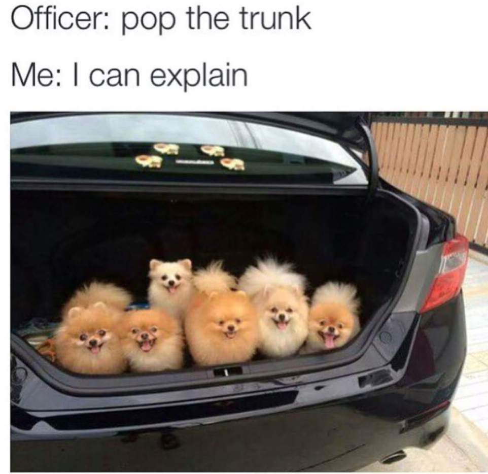pop the trunk i can explain - Officer pop the trunk Me I can explain