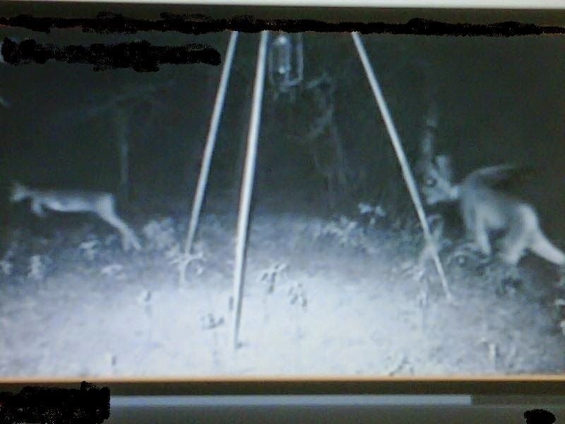 Could the Jersey Devil have migrated to a forest in Canada?
This is where the footage of the alleged creature was taken, and although the image has been challenged several times, no one has been able to confirm that it's fake. The photo clearly shows what looks like a demon-like creature chasing after a deer. Locals have also refused to go into the woods at night out of fear of running into this supernatural monster.