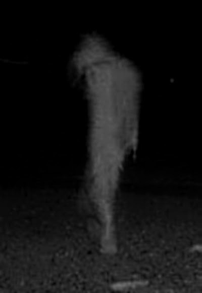 Do you believe Bigfoot is real? Want proof? Well, you might have it in this photo.
Many believe this image was taken by a trail cam owner near Thunder Bay, Michigan, and many claim that it's the elusive Bigfoot. Since there have been several reported sightings of the creature in this area, it's very likely, or it could just be some husky logger walking in the distance. Who knows?