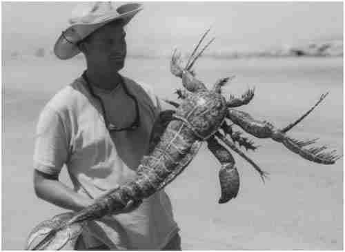 In 1971, farmer Ted Litton caught this weird creature alive in his artificial pond in Lilac, TX.
Eight hours after a local newspaper ran the story, his farm was invaded by Army soldiers wearing decontamination suits. They drained the pond and found nothing, but they did keep the creature that looked like a cross between a scorpion and a crab, and while they promised little 5 grand, they never gave it to him.
